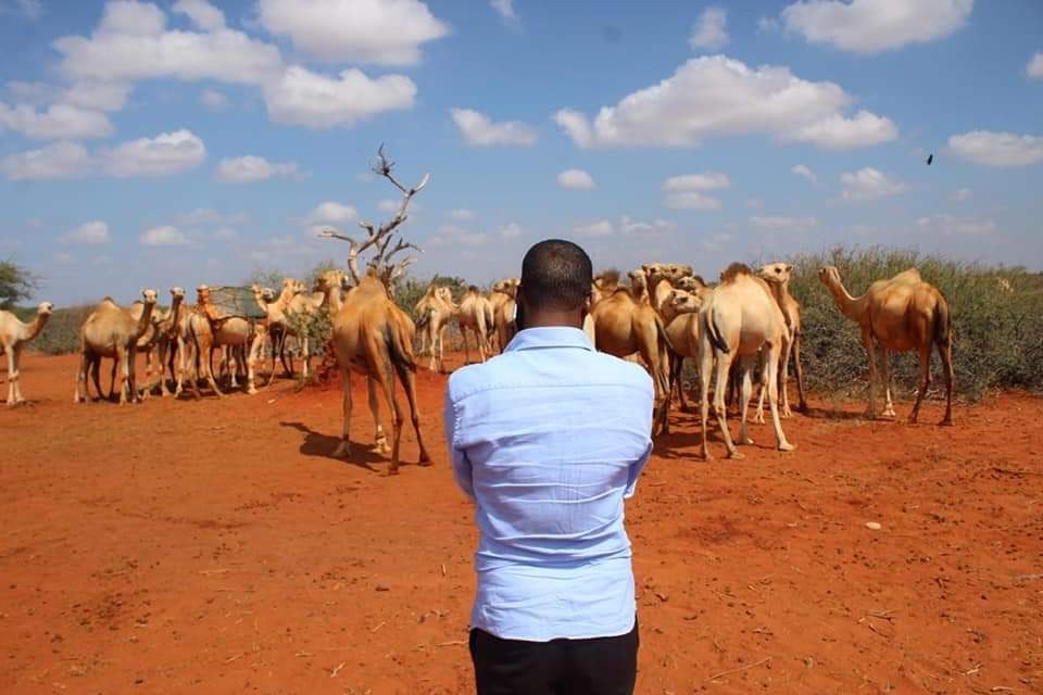 Rangeland Restoration and Conflict Analysis, Central Somalia